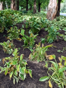 Vigorous growing hostas can reach mature sizes in three to five years. Giant and slower growing hostas can take a little longer. I am so pleased with how well they’re doing.