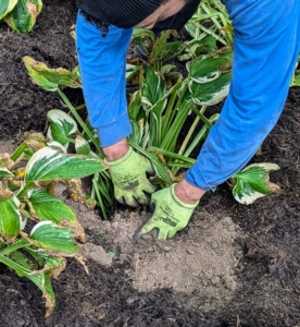 Then he plants each specimen properly so that the eye is just at soil level. A hosta eye is a growing shoot that emerges from the crown supports up to 12 leaves. Hosta is a genus of plants commonly known as hostas, plantain lilies, and occasionally by the Japanese name, giboshi.