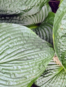 They vary in color, markings, shape and texture. My plan was to plant lots and lots of hostas in this garden bed. Their lush green foliage and their easy care requirements make them ideal for many areas.