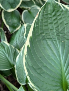 The hostas in this large garden are planted in groups by variety including 'Wide Brim,' 'Francee,' 'Regal Splendor,' 'Elegans,' and 'Blue Angel.'