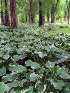 This hosta garden was first planted in 2020. I got the hostas as bare-root cuttings and kept them in a cold frame for several months until they were big enough to transplant. In all, more than 700 hostas were planted that first year. I've added plants every year since, and it's grown beautifully under the shade of the tall Metasequoias.