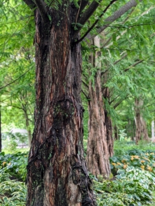 Dawn redwoods are a "living fossil" that was rediscovered in China in 1941 after being thought to be extinct. They are a relic from the age of dinosaurs. Dawn redwood trunks are reddish-brown with vertical, shredding bark.