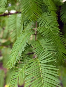 The dawn redwood has feathery, fine-textured needles that are opposite each other and approximately a half-inch long. Don’t confuse them with the bald cypress needles, which grow alternately. These dawn redwood needles will turn shades of red and brown before falling – it is one of the few deciduous conifers.