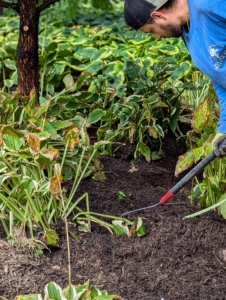 Once planted, Alex spreads the existing mulch around them, so they look tidy.