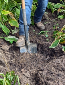 When planting hostas, one should dig a hole that is at least twice as wide as the root ball and just as deep.