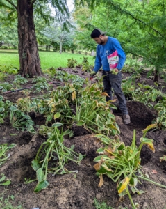 And don’t forget to feed – I always say, if you eat, so should your plants. Here is Alex sprinkling Scotts Osmocote – an all-in-one plant solution containing essential nutrients and a unique resin that controls nutritional release.