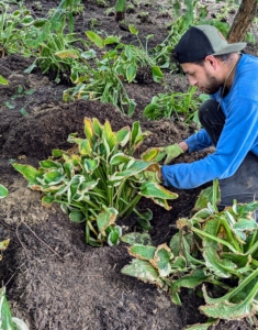 This time of year, hosta leaves typically turn yellow, die back, and go dormant for the winter.