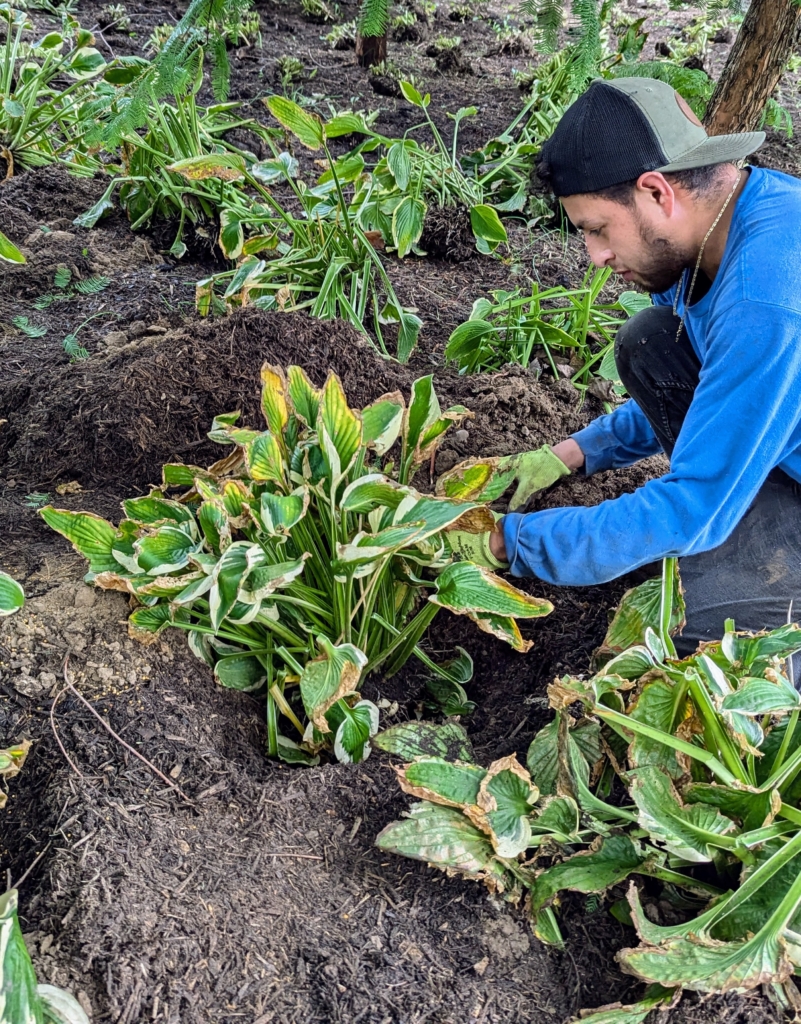 The Martha Stewart Blog : Blog Archive Transplanting Hostas - The ...