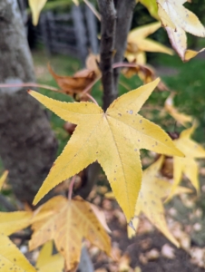 In autumn, the American Sweetgum shows a kaleidoscope of colors, including vibrant yellow, orange, red, and purple.