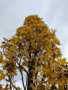 The American sweetgum is deciduous, but It's nice that we can all enjoy the foliage of the tree for a short while before all the leaves fall off for the season.