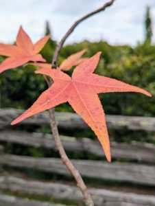 Here's a reddish leaf on the same tree.