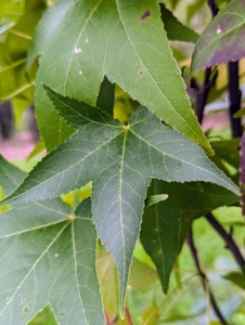 The deciduous dark green leaves are a beautiful star-shape.