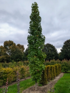 Here's one of them in my maze planted two years ago. It's towering appearance is so perfect at the end of a maze row. And, it attracts native bees and birds.