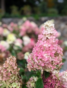 This is a Berry White Panicle Hydrangea, Hydrangea paniculata 'Renba.' It has strong, upright stems and large cone-shaped flower panicles. The flower color starts white in July then progresses to dark pink, beginning at the bottom and developing up to the top of the panicle.