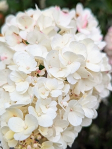 Strawberry Sundae is also a panicle hydrangea. This one is perfect in small hedges or as part of mass plantings. The flowers emerge creamy white in midsummer and change to pink as night temperatures cool down.