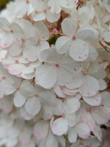 The Vanilla Strawberry™ Panicle Hydrangea features enormous flower heads that are held upright - first white, then pink, then red in later fall.