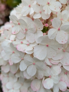 The Vanilla Strawberry™ Panicle Hydrangea features enormous flower heads that are held upright – first white, then pink, then red in later fall.