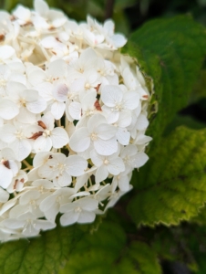 Born in a tight cluster, the blossoms of FlowerFull are initially green and open to a creamy white.