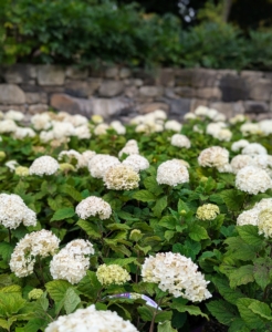 And new from First Editions is the FlowerFull Smooth Hydrangea. It was nice to see them all in bloom when they arrived at the farm.