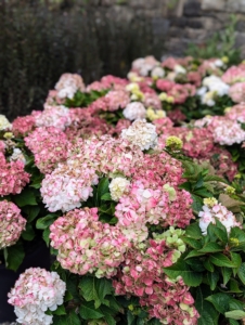 Depending on the variety, some hydrangeas can bloom all the way through fall.