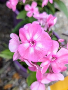 Phlox is a hardy, long-lived perennial that blooms from mid-summer to early fall. I grow a lot of phlox in my flower garden. This Bubblegum Pink Phlox is fragrant with bright blossoms accentuated with dark pink eyes.