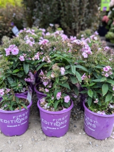 Cotton Candy Phlox, Phlox paniculata 'Ditomfav,' is also bright pink.