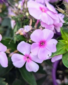 This variety has soft lavender-pink flowers with cotton candy centers that bloom in the summer. Phlox is mildew resistant, compact, and wildly floriferous.