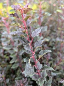 Little Devil Ninebark has an upright spreading habit and fine-textured, dark foliage.