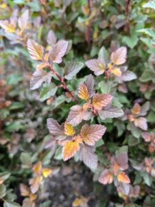 In comparison, the Spicy Devil Ninebark, Physocarpus opulifolius 'ZLENatalie,' has a fiery combination of orange and yellow leaves that mature to a vibrant reddish-purple and then shows off white-pink flowers in spring.