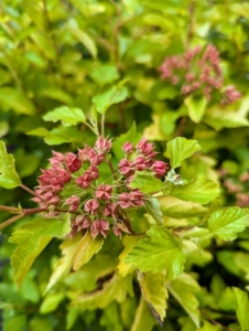 Honeycomb Ninebark has large, vibrant, chartreuse leaves that hold their color all season long, even in full sun. In the spring, white flowers provide contrast to the leaves, and in the fall, gold leaves stand out in the garden.