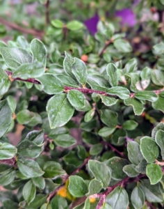 Autumn Inferno™ Cotoneaster, Cotoneaster 'Bronfire,' shows clean foliage all season long, and vibrant fall color. It forms small red berries in fall that stay on the branches until birds take them away.