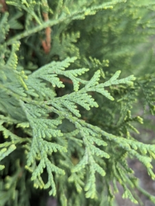 Many may recognize the foliage of arborvitae. This is Technito arborvitae, Thuja occidentalis 'BailJohn.' This plant has attractive dark green color that stays through winter. It grows up to 10 feet tall and five feet wide.