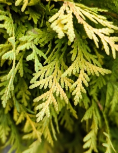 Lemon Burst® Arborvitae is moderately sized with broadly conical form and tight habit. Yellow new growth keeps its color even in full sun. In cooler temperatures, the foliage takes on interesting orange tones.