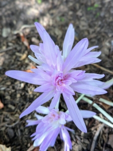 ‘Waterlily’ is a hybrid resulting from a cross of Colchicum autumnale ‘Alboplenum’ and Colchicum speciosum ‘Album’. Each flower resembles the form of a water lily, hence the cultivar name.