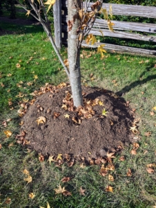 Remember, don't backfill any tree too deeply – leave it “bare to the flare.” The flare of the tree is the area where a tree's trunk meets its first main roots.