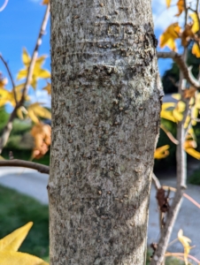 The grayish brown bark will become more rough with deep grooves and narrow, slightly scaly ridges as it ages.