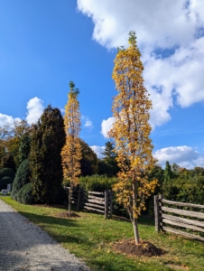 Two Liquidambar styraciflua 'Slender Silhouette' trees, American sweetgums. I know they will thrive here for years to come.