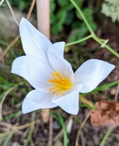 This white variety is growing outside my Basket House.