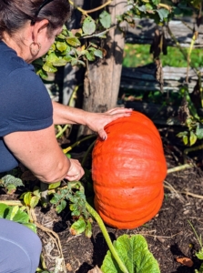 This is one of two very large deep orange pumpkins. Sadly, the other was already enjoyed by a visiting critter.