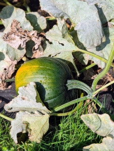 Pumpkin plants grow on long vines, which can easily reach 20 to 30 feet long in the course of a growing season. The pumpkins are ready to harvest when the foliage on the vines begins to wither and turn brown. Pumpkin and winter squash leaves can look very similar – large, lobed leaves that grow on hollow stems. They are roundish in shape, and often have serrated edges.