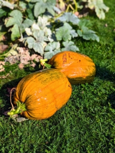 These pumpkins are about eight to 10 pounds each. The name pumpkin comes from the Greek word ‘pepon’ which means large melon. The pumpkin is a cucurbit, a member of the Curcurbitaceae family, which also includes squash, cucumbers, watermelon and cantaloupes.