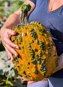 When picking, it is important not to injure the rind as decay and fungi will attack through the wounds.