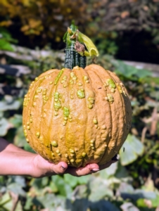 Some of the pumpkins are covered with leaves until the moment they're picked. It's a surprise to see what they look like - the wartier the better. This type of pumpkin is called a knucklehead, and as the name suggests, is reminiscent of the knuckles on one’s hand.