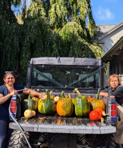 Here's the first of several loads. Elvira and Enma are so pleased with how many pumpkins we have this year. Before displaying, Enma rinses the pumpkins clean of any dirt.