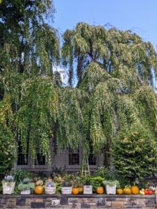 Here are pumpkins along the wall in front of my mature weeping katsura trees - I like to place them here every year.