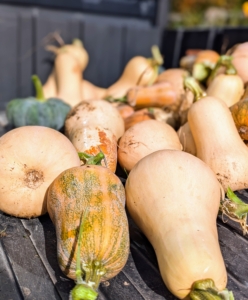 This load includes my squash. Always choose winter squash that is heavy for its size, rich and deep in color, when the skin is hard and difficult to puncture.