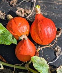 Red kuri squash is a thin skinned orange colored winter squash. Inside the hard outer skin there is a firm flesh with a very delicate and mellow chestnut-like flavor.