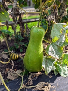 This long, cylindrical green squash goes by opo squash, calabash, Chinese long squash, lauki, and bottle gourd. Inside the white flesh is very similar to a summer squash but a little meatier. The seeds are edible when immature, but grow larger and harder as the squash matures.