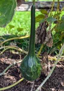 This is a variegated dinosaur gourd with its lustrous dark green skin, markings, and distinct ridges that look almost reptilian.