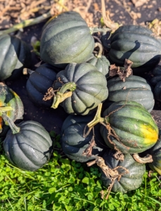 And look at all the acorn squash. Acorn squash, also called pepper squash or Des Moines squash, is a winter squash with distinctive longitudinal ridges on its exterior and sweet, yellow-orange flesh inside. Although considered a winter squash, acorn squash belongs to the same species as all summer squashes.